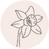 Daffodil